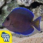 Blue Caribbean Tang